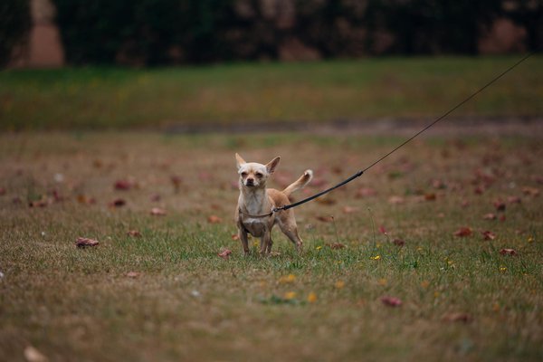 How Can Pets in the UK Influence Our Mental Wellbeing?